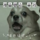 개들랜드 | 울산 개들랜드 애견카페 후기