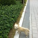 발발이