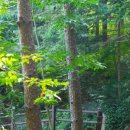 장대들길 이미지