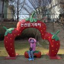 논산시 동물보호센터 | 🍓논산딸기축제를 처음 간 사람의 나름 꿀팁🍓