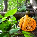 망태수퍼 이미지