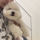 어썸플래버 이미지