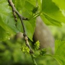 뽕나무민박 이미지