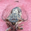 맴맴 - 광산구 임방울대로826번길 19-20 | 맴맴
