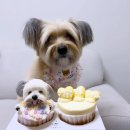 오늘뿐이개 이미지