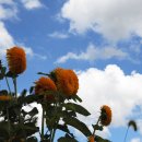 해바라기 이미지