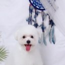 똥꼬 발랄 펫샵 이미지