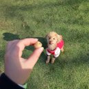 바닐라브릭 | 3000평 넓은 애견운동장이 있는 남양주 애견카페 바닐라브릭 (Vanilla Brick) 내돈내산 솔직후기