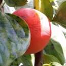 박철수농장 이미지