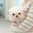 미유펫 강아지애견미용 이미지