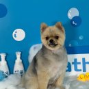 펫테리 | 대구애견미용학원이바우펫 최단기 자격증 취득하기