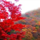 단풍세탁 이미지