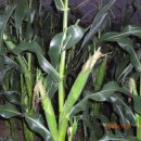 옥수수 육침 추진합니다 이미지