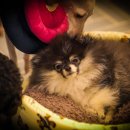 체크인독 애견유치원 이미지