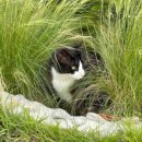 고양이숲 이미지