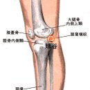 [陰谷穴][음곡혈] 이미지