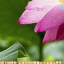 금강경강의 제3회:금강반야 바라밀경 사구게뜻, 사구게 독송( 상진스님) 이미지