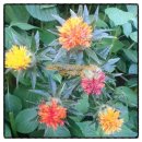 홍화민박 이미지