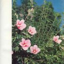 원통중학교 이미지