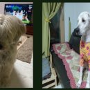 여주 멍스타 이미지