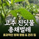 한국농약사 | 고추 진딧물·총채벌레, 약 쳐도 안 잡히는 진짜 이유 — 4월 말 지금 해야 하는 방제 (2026년 4월)