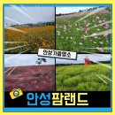 가족과 함께하는 문화체험(4월) | 10월안성팜랜드 핑크뮬리 가족과 함께한 가을여행지 후기