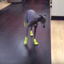 신발신은 강아지 이미지