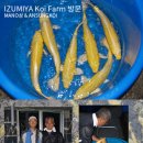 안성비단잉어 이미지