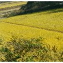 자성화맛집코다리네 아산온양점 이미지