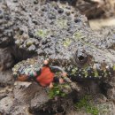 개구리PC 이미지