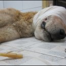 황구농장 이미지