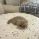 서울샤인 동물병원 | 아기고양이 기침 증상으로 방문해본 서울탑동물병원 내돈내산 후기 | 신정동 목동 동물병원 추천