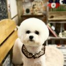 탑시저링 | 비숑프리제 푸들 가위컷 테디베어컷 미용 잘하는 곳 /잠실 탑시저링 솔직후기