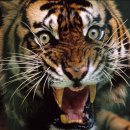 햇님 달님 이미지