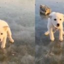 강아지나라 이미지