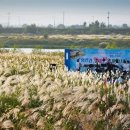 영산강서창들녘억새길 이미지