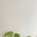 식물하나담다 - 군산시 미장6길 38 | 식물하나담다