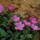 허브와풍뎅이 이미지