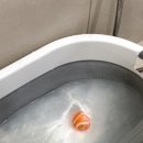 데이즈몽 애견미용샵 이미지