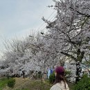 솔희네 | 4월일상😶‍🌫️( 엉춤생일,더바넷 한남쇼룸,벚꽃,봄나들이,솔희네방문)