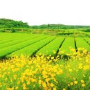 그린티하우스 이미지