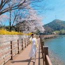 완산-7 | 전주 벚꽃 예쁜곳3 완산칠봉꽃동산 아중호수 구이저수지 모악산