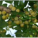 연인산풍경 이미지