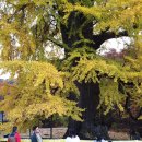 개금파출소 | 용문산의 가을속으로 용문사에서...