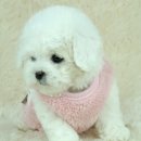 도그비숑 이미지