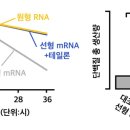 수정수진2-D-1 클리앙 새로운소식