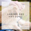 오하에스테틱 부산서면점