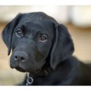 시그널동물병원 이미지