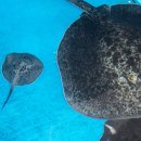 롯데월드아쿠아리움 이미지