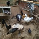 장수오골계 이미지